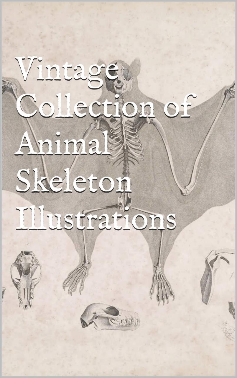 Book Summary Vintage Collection of Animal Skeleton Illustrations